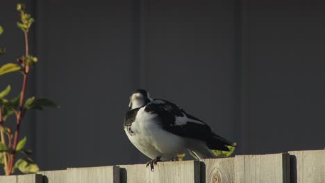 Urraca-alondra-Mudlark-Sentado-En-La-Valla-Australia-Victoria-Gippsland-Maffra-Durante-El-Día