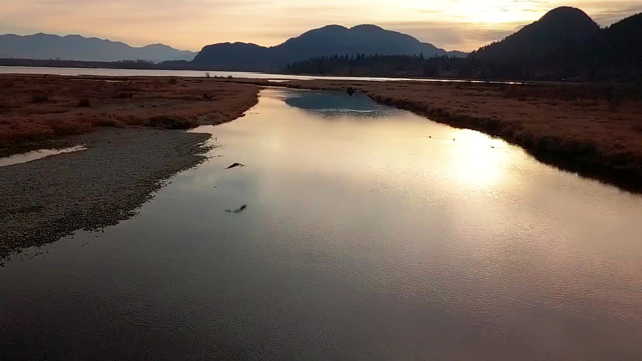 캐나다 브리티시 컬럼비아의 해리슨 밀스 근처의 해가 지는 동안 체할리스 플래트 (chehalis flats) 를 돌아다니는 대머리 독수리 (bald eagle) 의 사진을 찍은 후