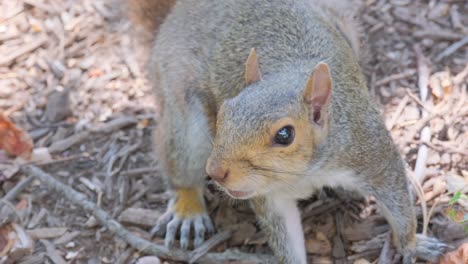 a charming video shows a playful squirrel on the ground, curiously observing the camera and showcasing its expressive nature in a natural setting