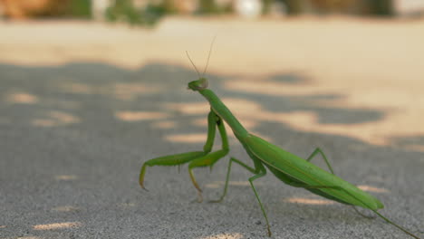 Mantis-Religiosa-Depredadora-De-Pie-Sobre-Hormigón