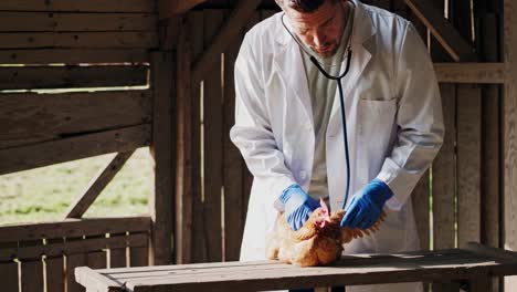 veterinarian examining a chicken