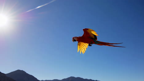 macaw in flight against a blue sky