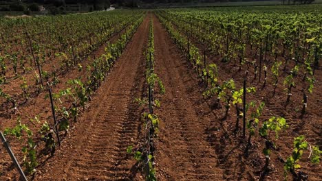 líneas de viñedos jóvenes con manejo del dosel