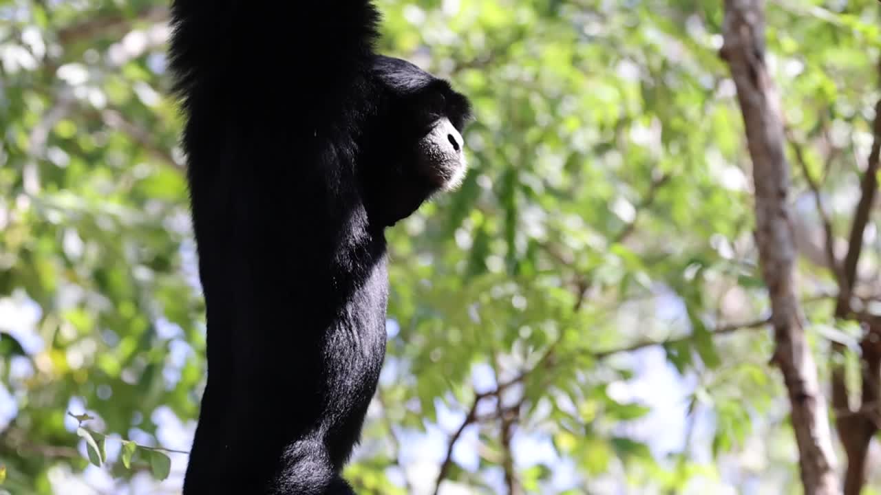 나무 가지 를 가로질러 우아 하게 흔들리는 기본 들