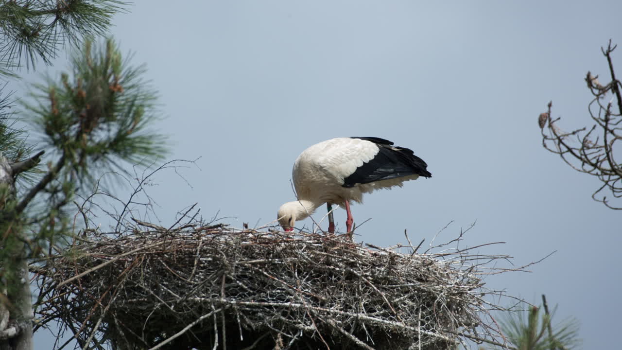 pájaros técnicos 06