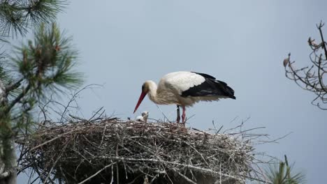 teich birds 06