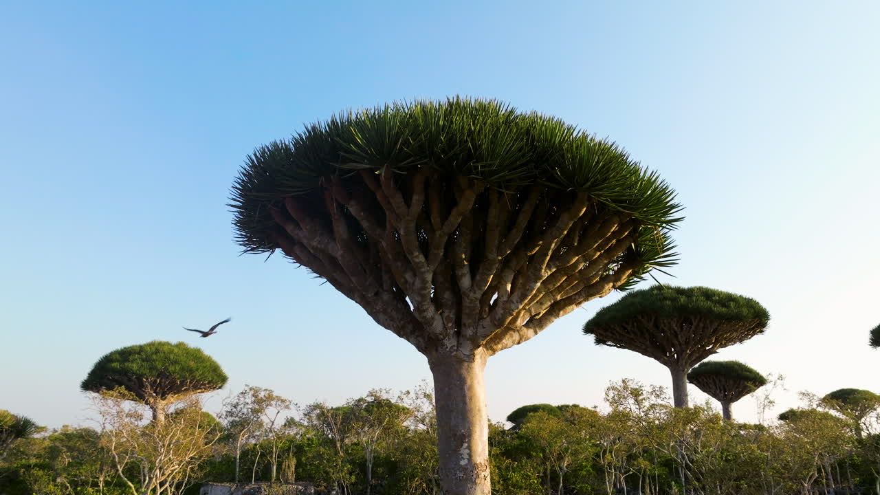 bosque de firhmin con árboles de sangre de dragón en socotra, yemen - disparo de avión no tripulado