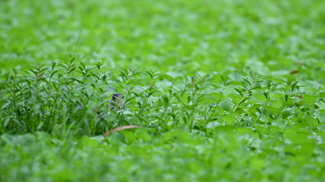 Lesser Whistling Duck rests hidden inside thick marsh grass