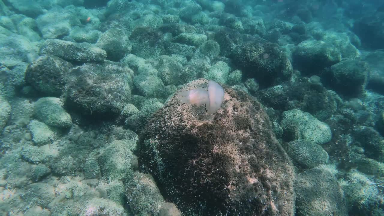 big jellyfish floating near the stone