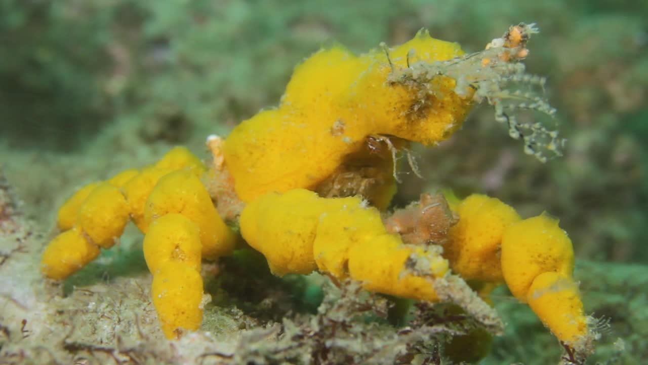 un cangrejo decorador amarillo hyastenus elatus usando esponjas de coral blando para camuflar su caparazón
