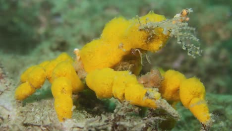 a yellow decorator crab hyastenus elatus using soft coral sponges to camouflage its shell