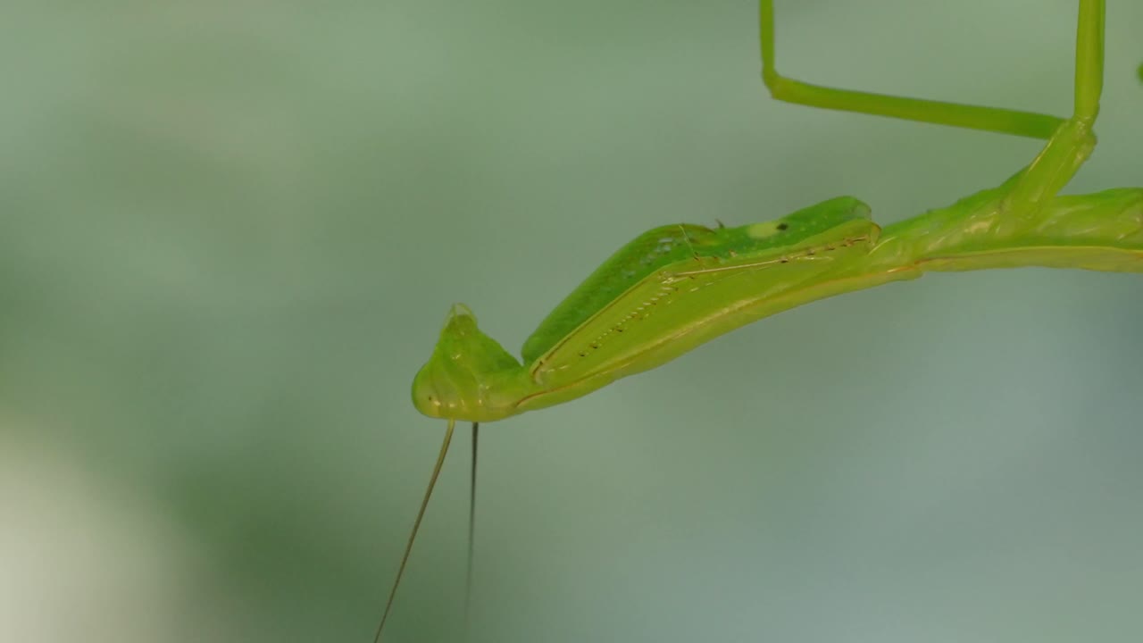 A Macro Mantis hanging from a leaf upside down, moving its head around to check its surroundings. Tambopata, Madre de Dios Region, Peru