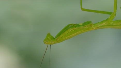 a macro mantis hanging from a leaf upside down, moving its head around to check its surroundings. tambopata, madre de dios region, peru