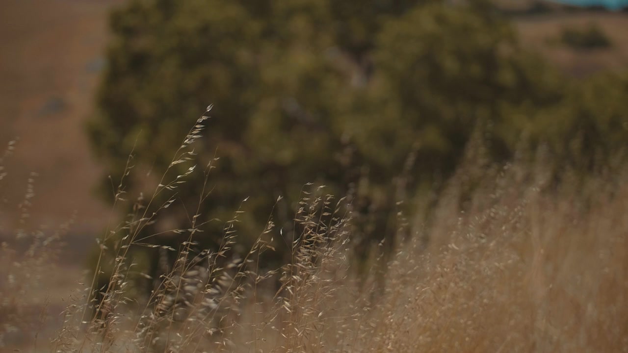 Primo piano di erba dorata che ondeggia al vento su un fianco di collina