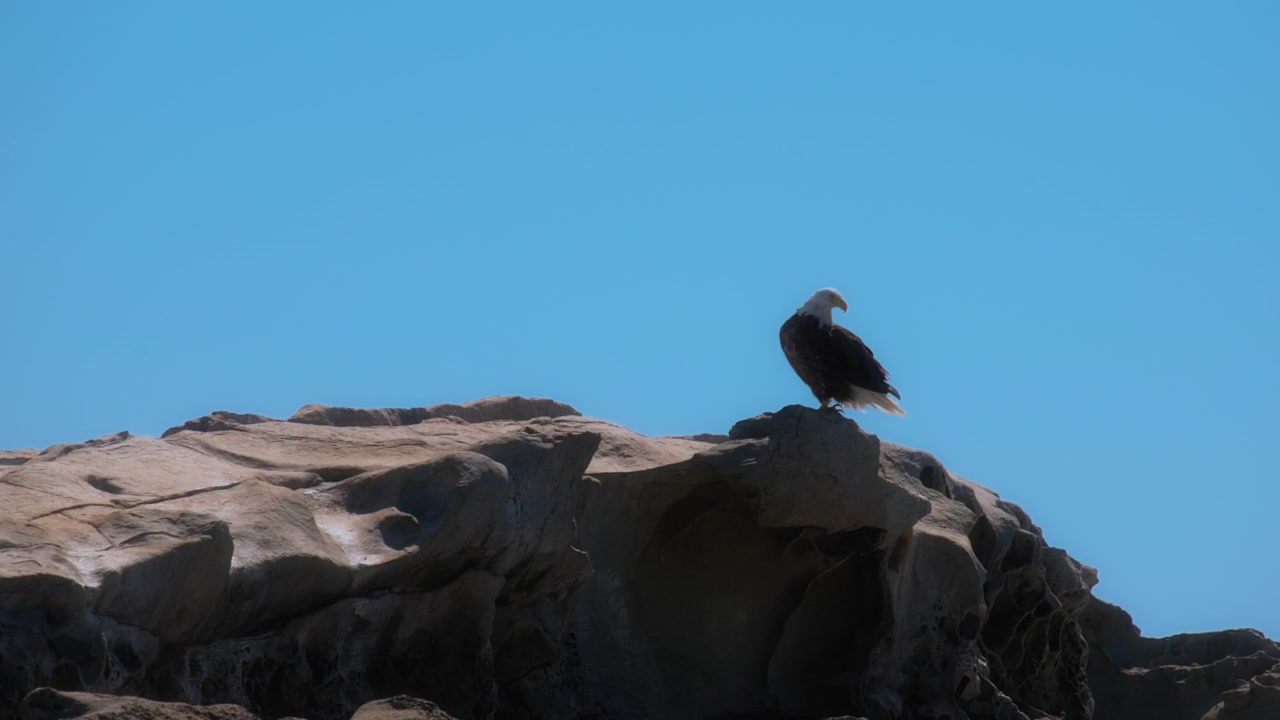 Aquila calva posata su una roccia su sfondo di cielo blu. Movimento rallentato.