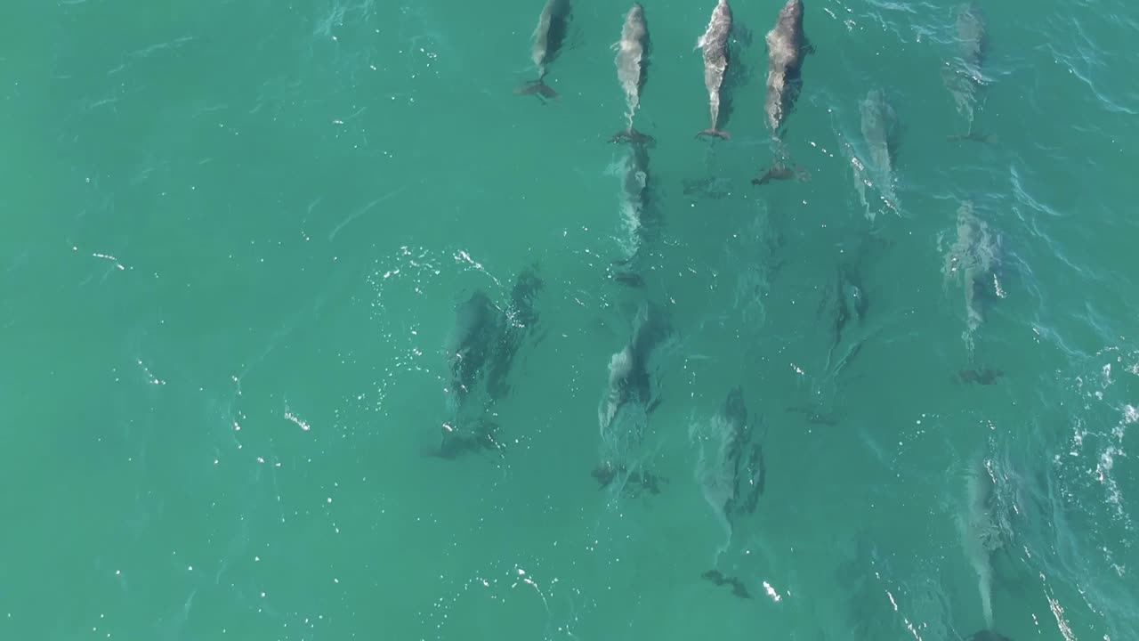 A large pod of Dolphins swimming in the ocean