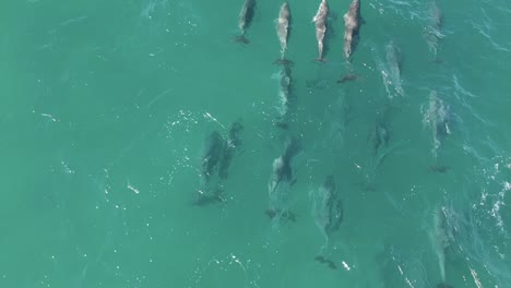 a large pod of dolphins swimming in the ocean