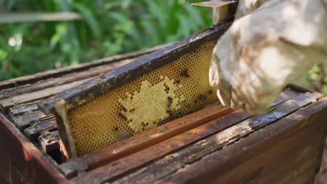 Caucasian-male-beekeeper-in-protective-clothing-inspecting-honeycomb-frame-from-a-beehive