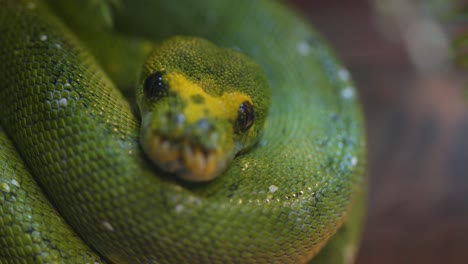 visão em close-up da pitão de árvore verde