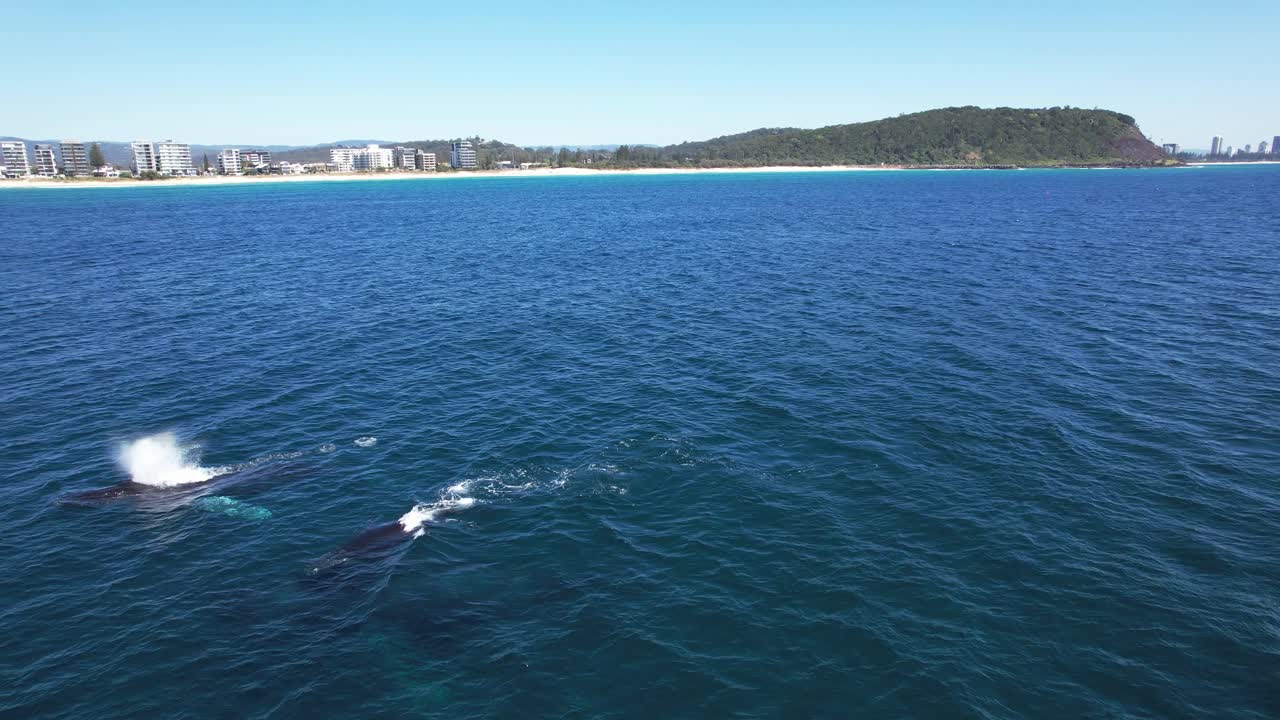 Whales Surfacing Across The Sea Near Burleigh Heads National Park On The Gold Coast, Queensland, Australia. Aerial Drone Shot