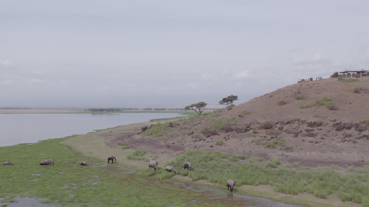 호수 근처의 코끼리