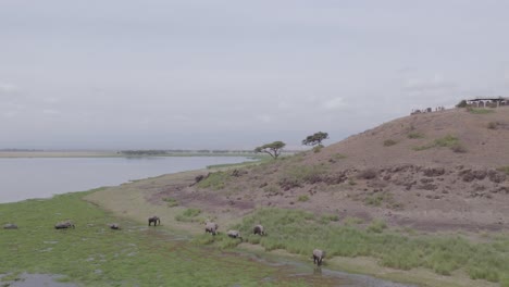 elephants by the lake