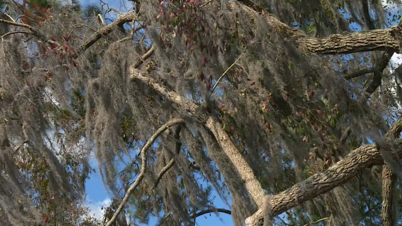 A captivating view of Spanish moss hanging from trees in Okefenokee Swamp under clear skies. The natural light highlights the intricate textures, creating a tranquil atmosphere