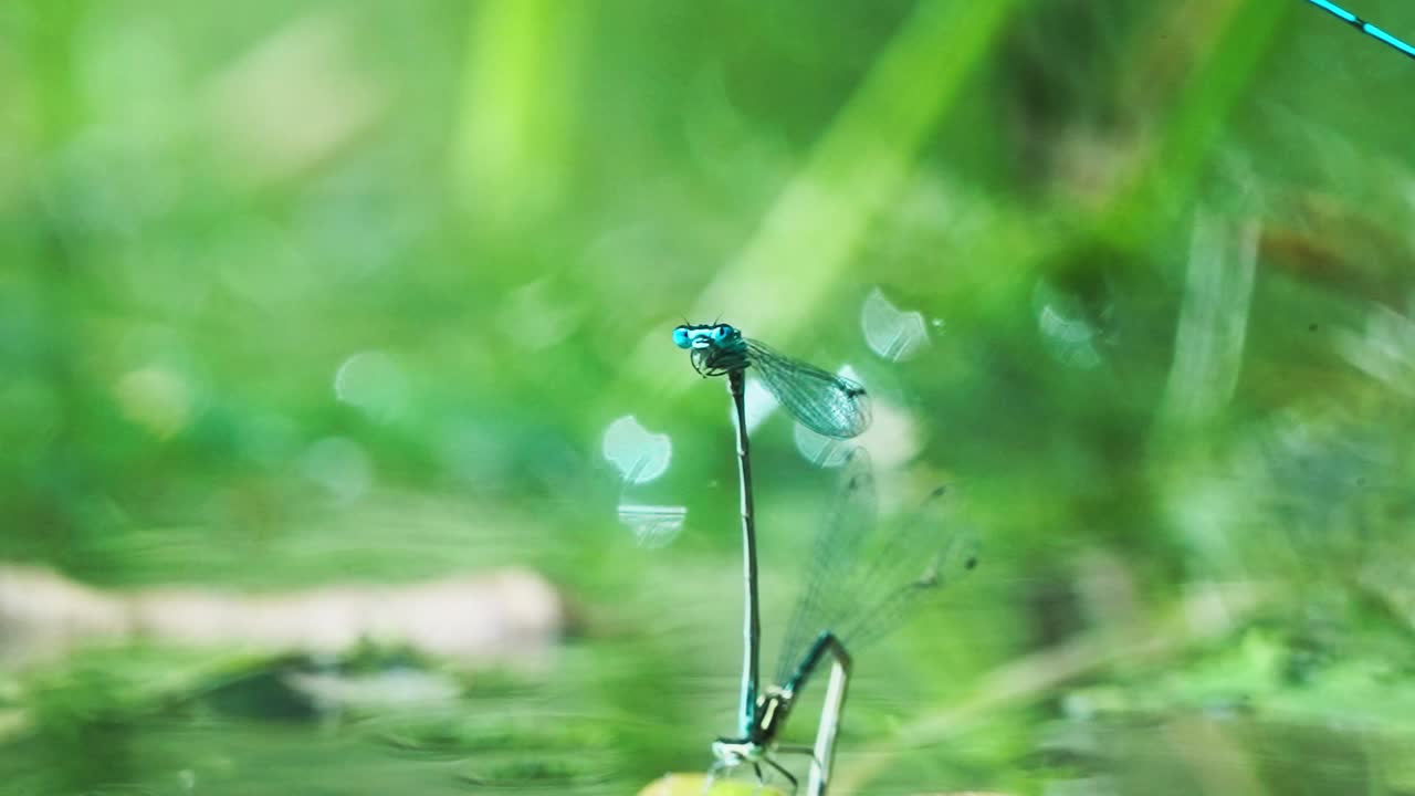 녹색 배경으로 물에 알을 낳는 탠덤의 damselfly