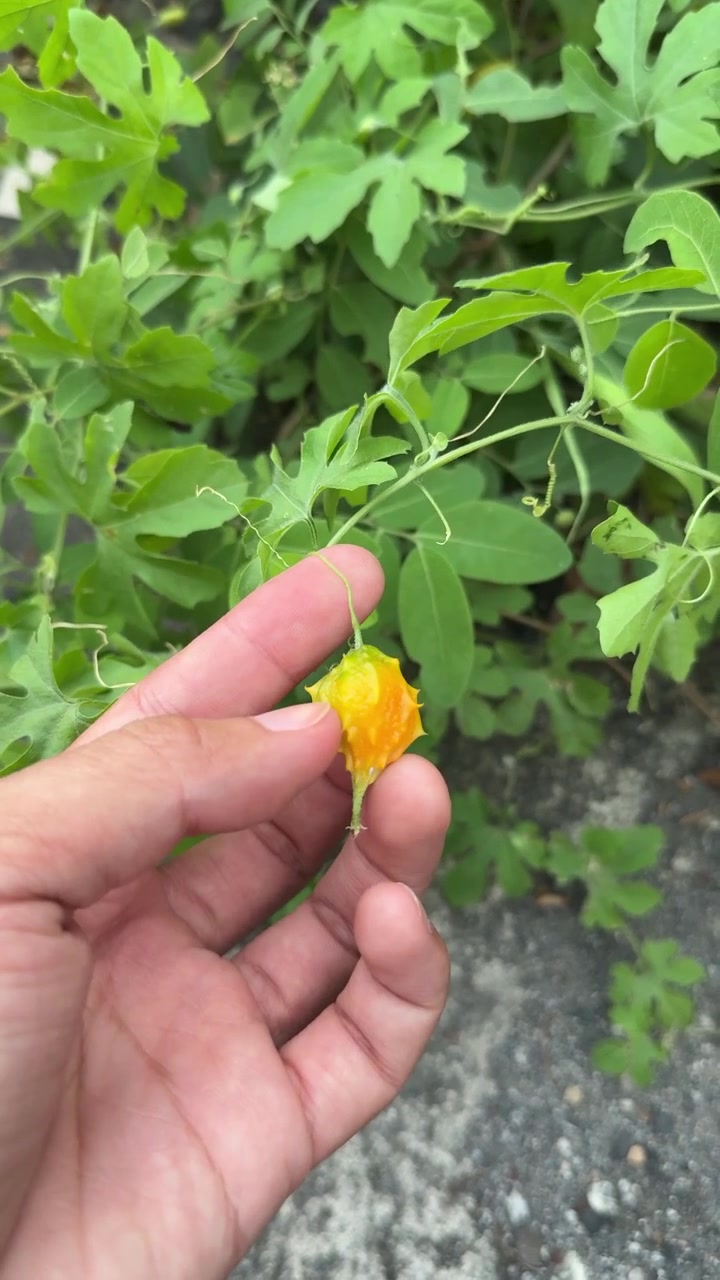 Hand Holding a Small Ripe Bitter Melon in a Garden