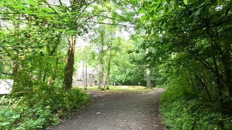 a serene walk through a lush forest