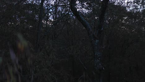 drone-taking-off-from-trees-to-see-mountains