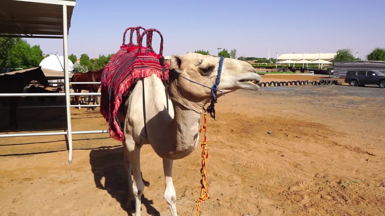 camello comiendo en las dunas cerca de dubai.