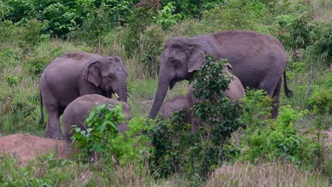 The-Asiatic-Elephants-are-endangered-species-and-they-are-also-residents-of-Thailand