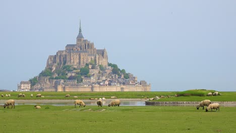 fields of sheep and farm grass with mont saint michel monastery in normandie france background