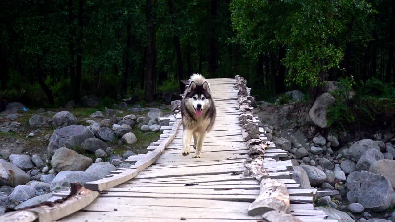 An adorable Cute Siberian Husky running on an old wooden bridge towards the camera and bumps into it in Manali, Himachal Pradesh , Low ground Perspective, Wide Shot