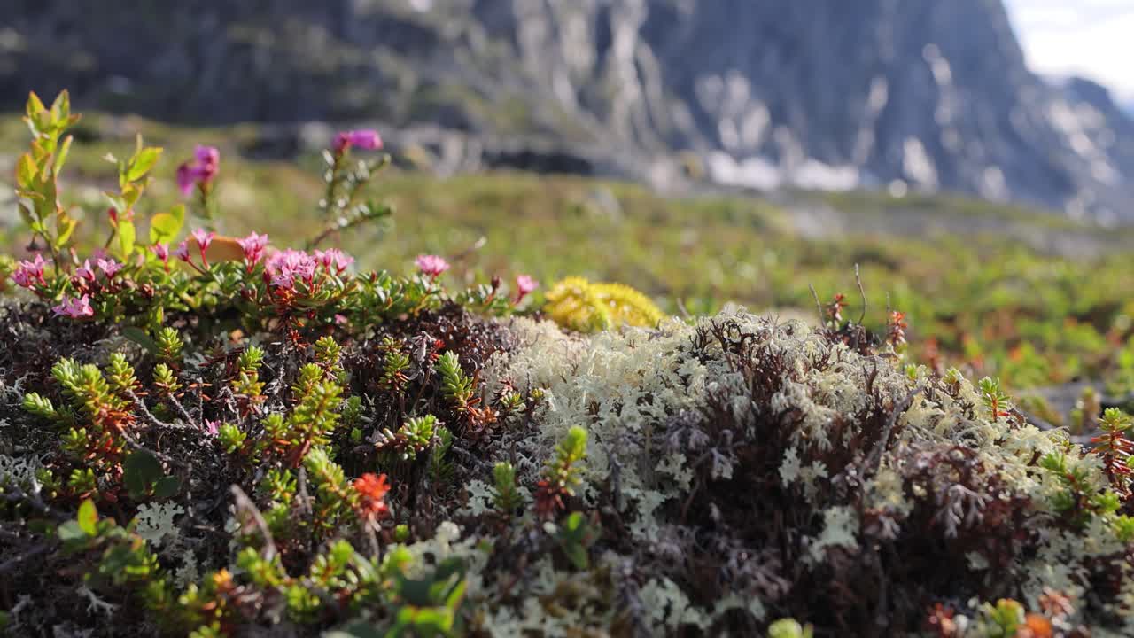 la tundra ártica, la hermosa naturaleza, el paisaje natural de noruega.