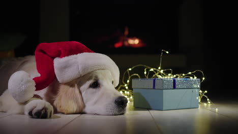 a dog in a new year's hat lies near a box with a gift, in the background there is a fire in the fireplace.