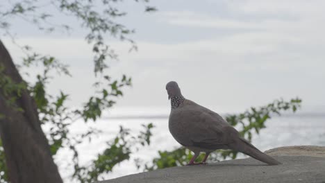 a spotted dove gazes out to the ocean in oahu hawaii near diamond head