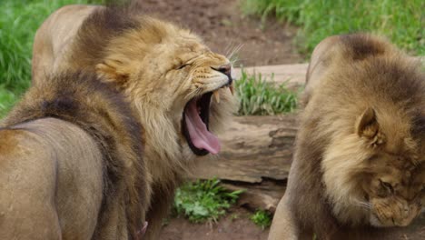 lion brothers yawning slow motion