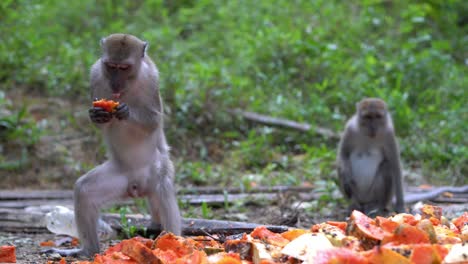 Affe-Steht-Auf-Und-Genießt-Papayafrucht