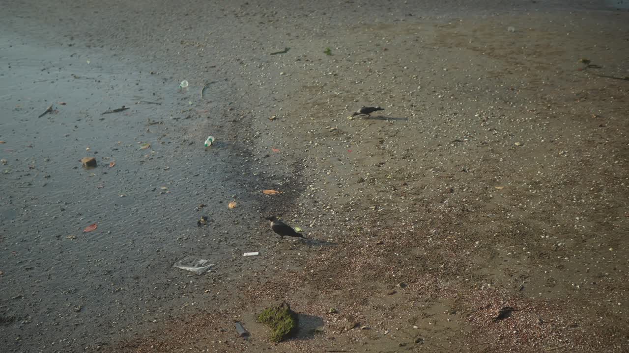 강변 에 있는 작은 까마귀 와 쓰레기 들