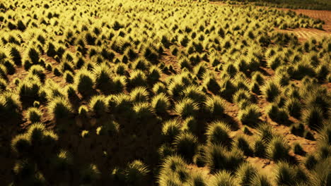 Desierto-Pedregoso-En-El-Interior-De-Australia