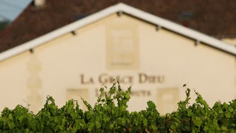 vineyard with la grâce dieu building in background