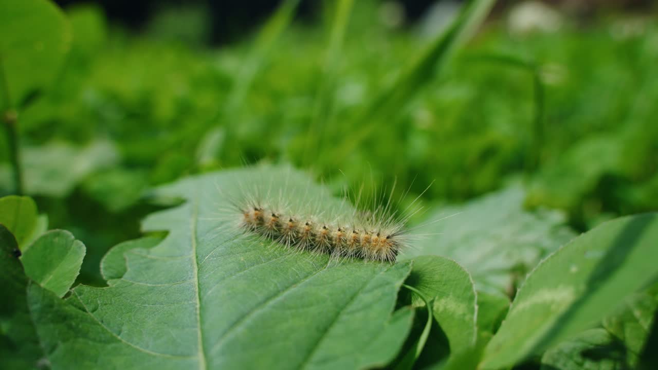 A fuzzy caterpillar resting on a green leaf surrounded by more leaves, North America, Quebec, Montreal, Canada.