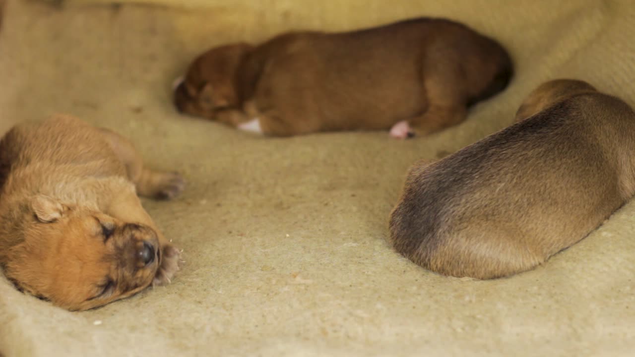plano medio de cachorros mestizos durmiendo