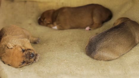 medium shot of mongrel puppies sleeping