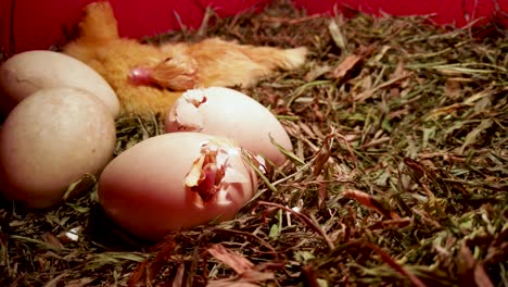 duckling beak through crack in egg, hatching baby ducks in incubator