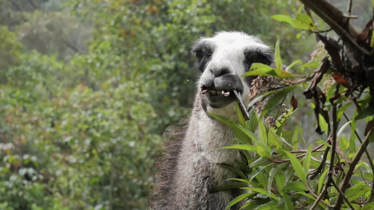 llama comiendo una cáscara de plátano alrededor de la vegetación verde