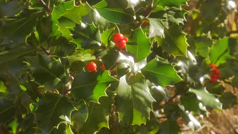 Un-Primer-Plano-De-Hojas-De-Acebo-Y-Frutas-En-La-Mañana