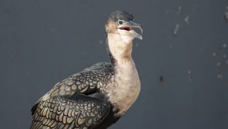 White-breasted-cormorant-sitting-on-rock